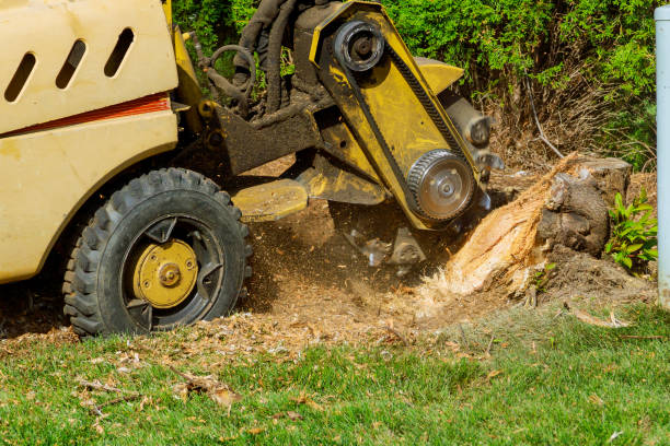 Best Organic Lawn Care Solutions  in Paloma Creek, TX