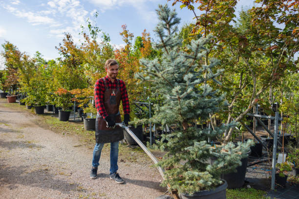 Best Tree Disease Treatment  in Paloma Creek, TX