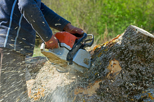 Paloma Creek, TX Tree Services Company