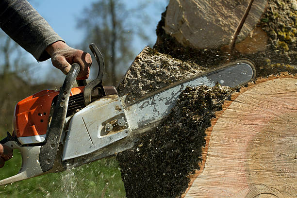 Mulching Services in Paloma Creek, TX